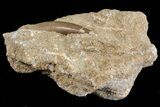 Fossil Plesiosaur (Zarafasaura) Tooth In Sandstone - Morocco #70307-2